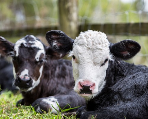 Teļiem 0-3 mēn. ar linsēklām