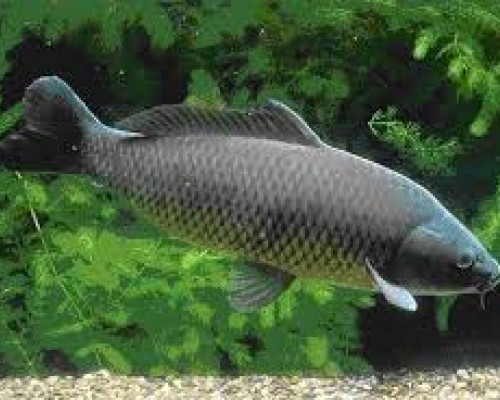 Pilnvērtīga barība Zivīm ( peldoša)